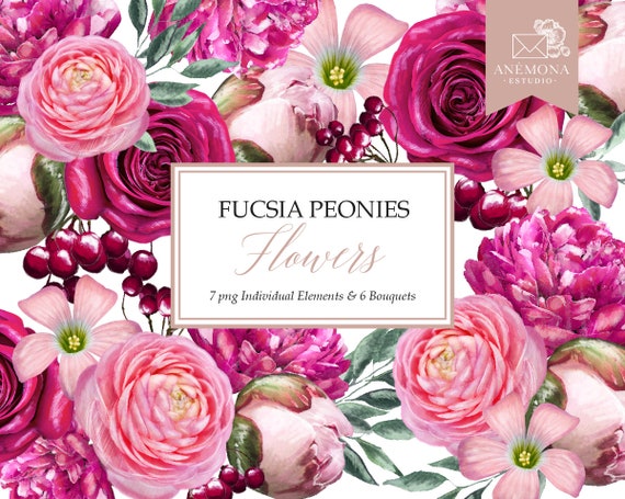 Fuchsia Watercolor Flower Clipart: Ranunculus & Peonies (PNG Digital Download)
