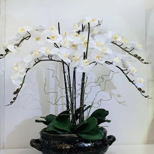 May include: A white orchid plant with multiple stems and blooms in a black ceramic pot with a decorative design.