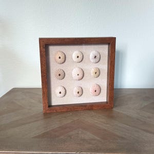 May include: A framed display featuring nine sea urchin shells in varying shades of beige and pink. The shells are arranged in a grid pattern against a neutral background, encased in a dark brown wooden frame. The artwork is a coastal-themed decorative piece.