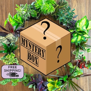 Mystery Houseplant Box – 4 Live Indoor Plants in 3” Pots – Easy Care Houseplants – Beginner Friendly Plant Gift – Free Shipping