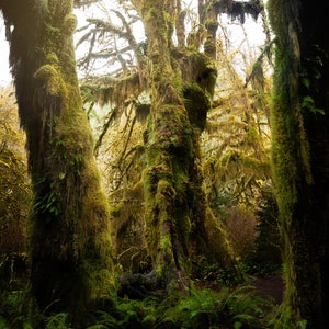 Temperate Rainforest, Tofino.  prints