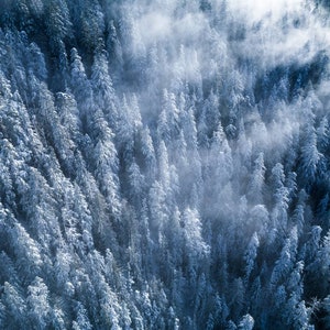 Snow covered forest, Vancouver Island. Canvas, Metal, Acrylic and Photo Prints