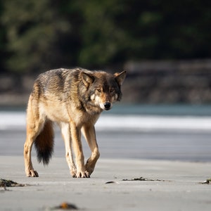 The Sea Wolf, Tofino.  Canvas, Metal, Acrylic and Photo Prints
