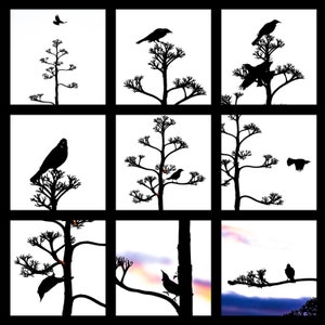 Tuis at dawn