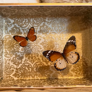 Danaus gilippus and danaus chrysippus butterflies