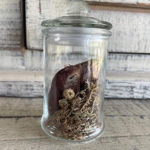 May include: A clear glass jar with a lid, containing a preserved specimen. The specimen appears to be a small animal head, resting on a bed of dried moss and small, tan seed pods. The jar is set against a weathered, white-painted wooden surface.