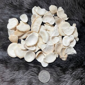 Deer vertebrae bone disks ethically sourced craft bones