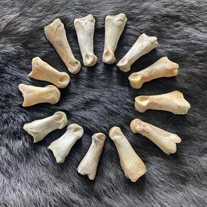 Lot of 13 real deer toe bones! Ethically sourced craft bones
