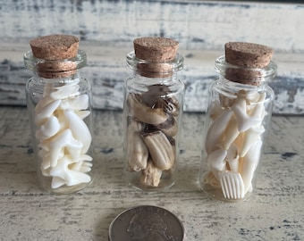 Real animal teeth oddity bottle