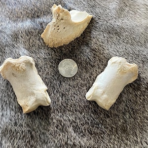 May include: Two elongated, off-white animal bones with textured, porous ends and a smooth central shaft, positioned alongside a single silver-colored United States quarter coin for scale, displaying a weathered, natural appearance.