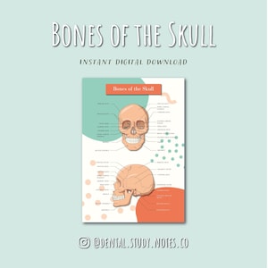 Huesos del cráneo Descarga digital Anatomía/Odontología/Higiene dental/Terapeuta dental/Notas de estudio de revisión de estudiantes de medicina
