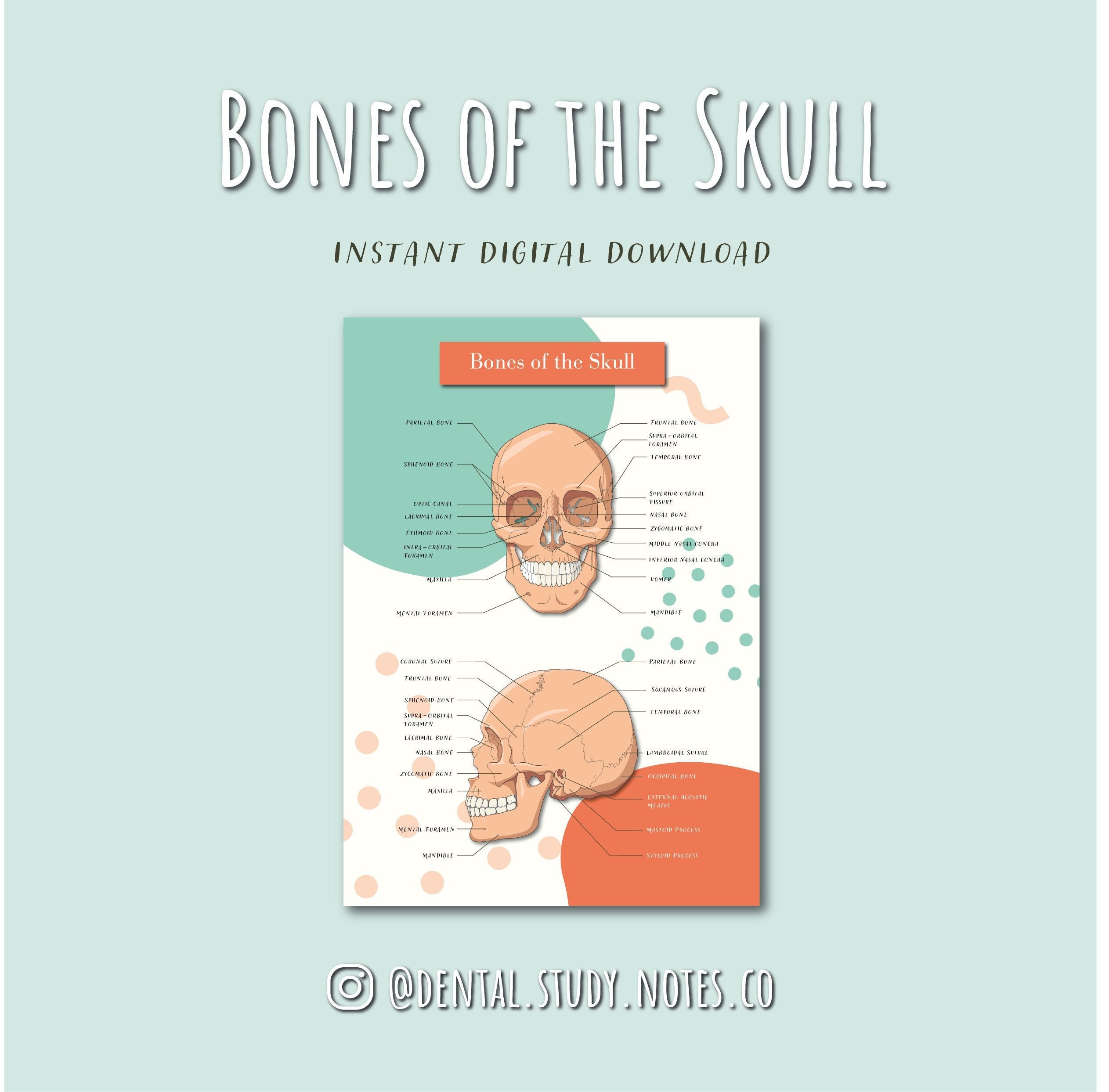 Bones of the Skull Digital Download Anatomy/dentistry/dental - Etsy