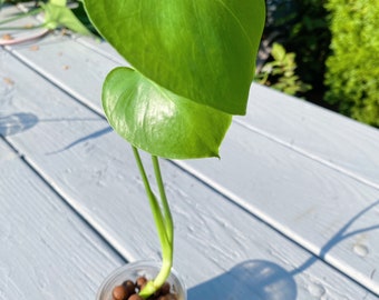 Monstera rooted in LECA