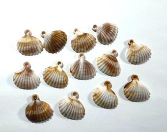 Shell Charms, Acrylic, 20mm, Ocean, Beach, Coast