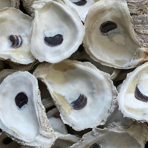 CUPS Oyster shells for crafts different sizes/ Clean, bleached, dry oyster shells (10,20, 50 or 100)