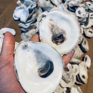 Clean Bleached Oyster Shells for Crafts - 10 Flats