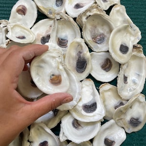 Small 1-2” oyster shells for your crafts