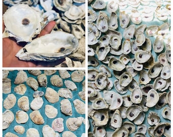 Oyster shells for crafts / Clean, bleached, dry oyster shells (10,20, 50 or 100). Cups/flat/mixed/drilled!