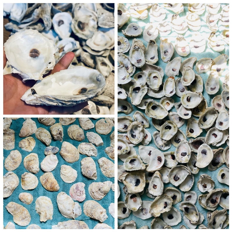 CUPS Cleaned Oyster Shells for Crafts: Coastal Decor, Ring Dishes - Etsy
