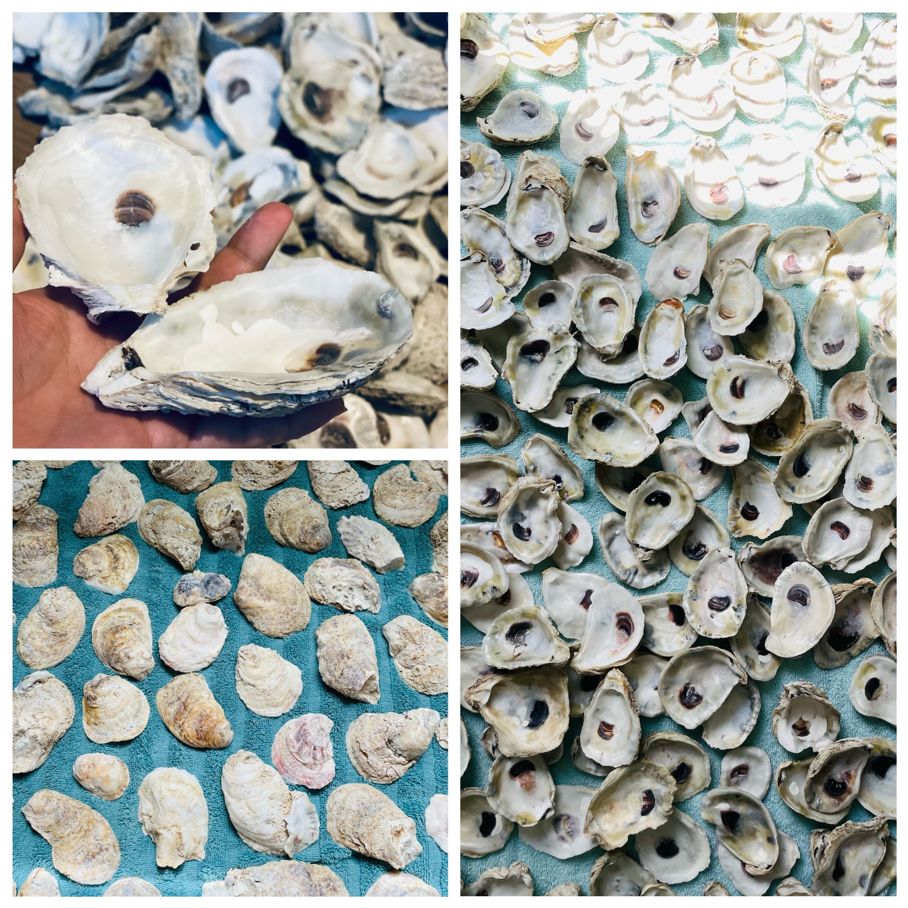 Premium Large Oyster Shells for Fun Crafts and Decor. No Holes/Cracks,  Non-Sharp, Odor Free, Round Shells . (No Sanding/Polishing/Painting) (3-  5 Length) (Assorted - 30PCS) 