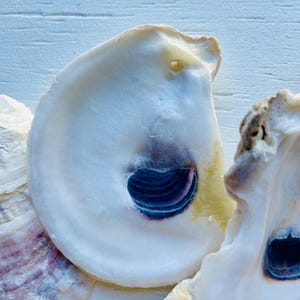 May include: A collection of oyster shells with smooth, iridescent white interiors and distinct, dark purple muscle scars. Each shell features a small, pre-drilled hole near the top edge, showcasing natural textures and varied cream-colored outer edges.