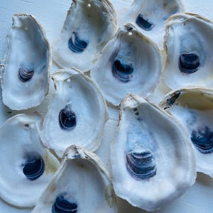May include: A collection of ten individual oyster shells, each featuring a smooth, iridescent white interior with a prominent dark blue to black muscle scar. Each shell has a small, circular hole drilled near the top edge for hanging purposes.