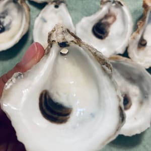 May include: A collection of oyster shells with a hole drilled in the center. The shells are white with brown and black markings.