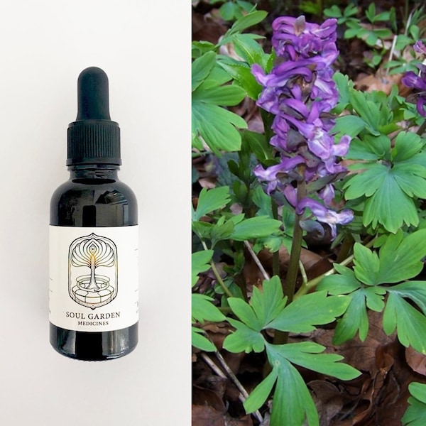 Corydalis Spagyric Tincture