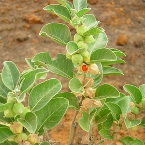 Ashwagandha spagyrisk tinktur bild 3