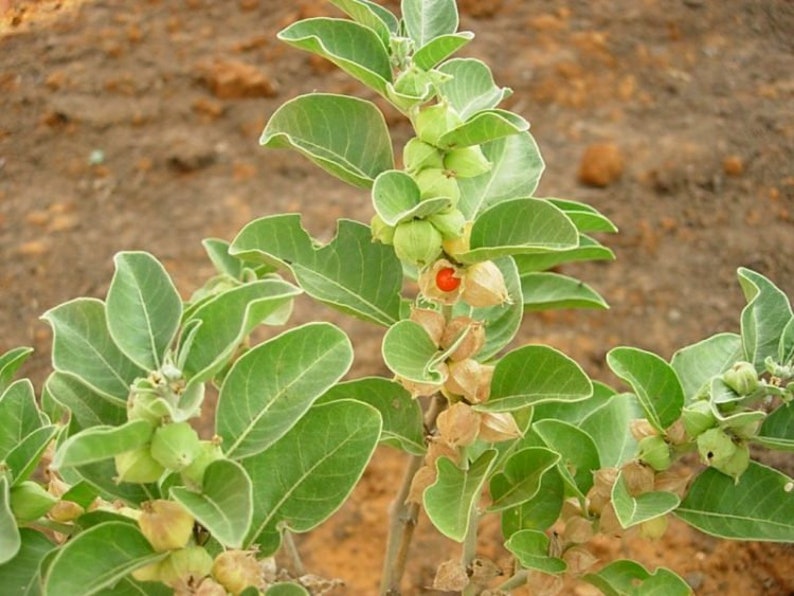 Ashwagandha spagyrisk tinktur bild 3