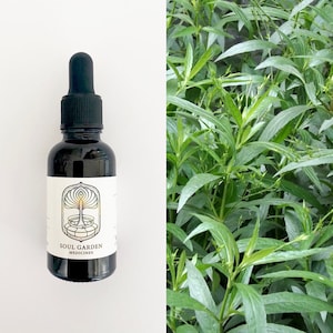 Andrographis Spagyric Tincture