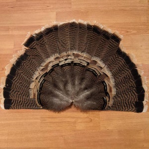 Rio Grande Turkey Tail Fan Etsy