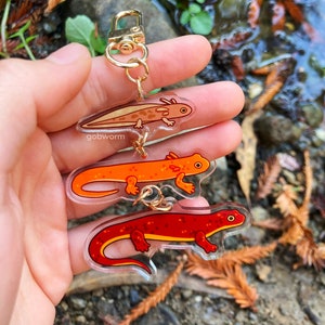 Newt Life Cycle Charm | Salamander Animal Biology 3D Linked Multiple Connection Pendant Stack Herpetology Art Acrylic Keychain