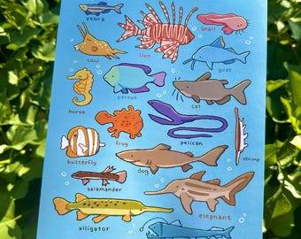Fish Zoo Print | 8.5"x 11" Ocean Stylized Illustration Wall Decor Art