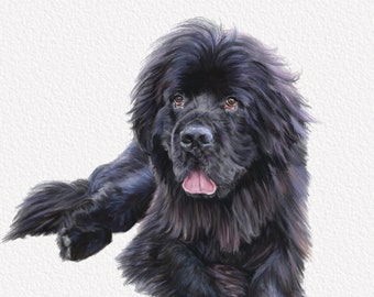 Newfoundland Dog Portrait Fine Art Print