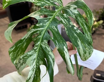 Monstera Albo medium/high var, rooted+cuttings, DISCOUNTED