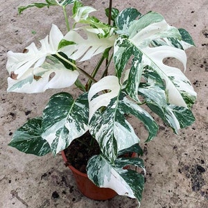 Monstera Albo Extra White Alta variegación Planta enraizada y esqueje imagen 1