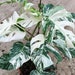 see more listings in the Albo Cuttings+Plants section