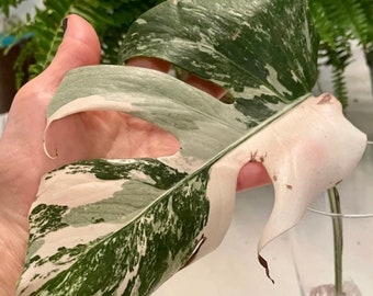 Extra High Variegated Monstera Albo Rooted Plants and Cuttings, DISCOUNTED Monstera Albo