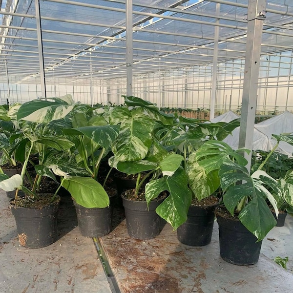 Monstera Albo Medium Variegated Cutting & Rooted Houseplants