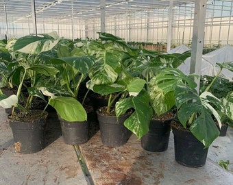Monstera Albo Medium Variegated Cutting & Rooted Houseplants
