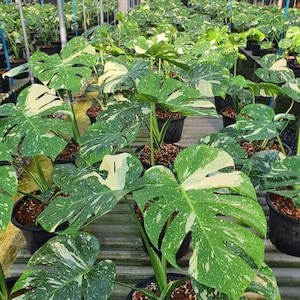 May include: A greenhouse filled with potted Monstera plants. The plants have large, green leaves with white variegation. The leaves are speckled with white spots. The plants are in black pots and arranged in rows.