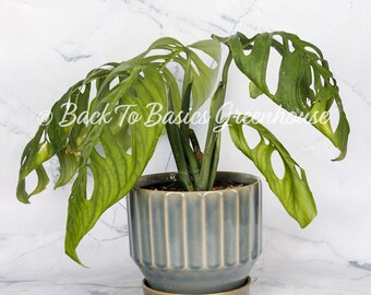 Monstera Esqueleto Rooted Plant E14