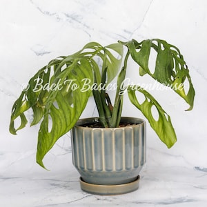 Monstera Esqueleto Rooted Plant E14 image 1