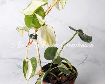 Philodendron Hederaceum Gabby