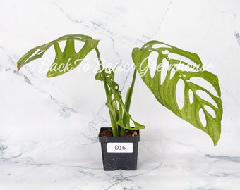 Monstera Esqueleto, Pick Your Plant