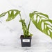 see more listings in the Monstera Esqueleto  section