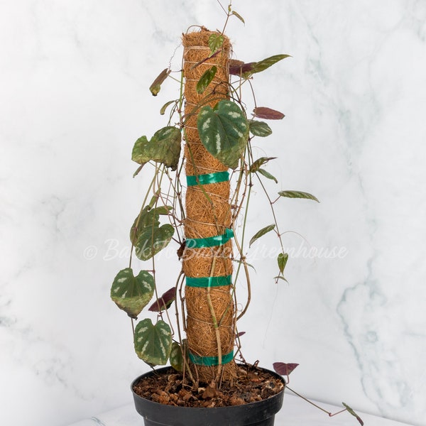 Cissus Discolor with Moss Pole, Rooted Plant B2B20