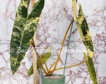 Philodendron Billietiae Variegated OM15