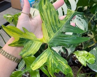 Rare Florida Beauty Philodendron: Variegated Rooted Cuttings - Discounted Tropical Houseplant